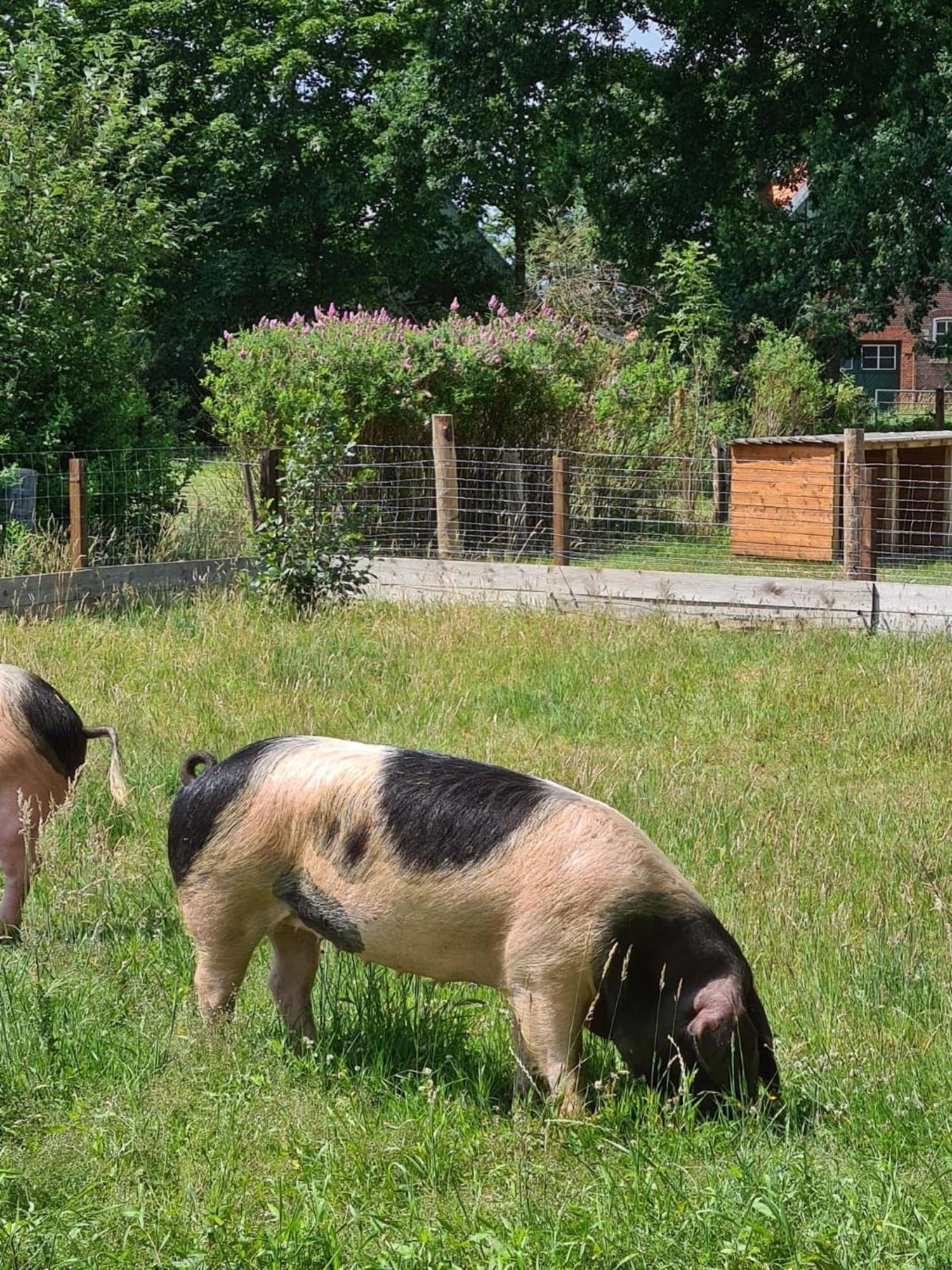 Naturhof Buschwiesen - Wohnung Lama Wilsum Экстерьер фото